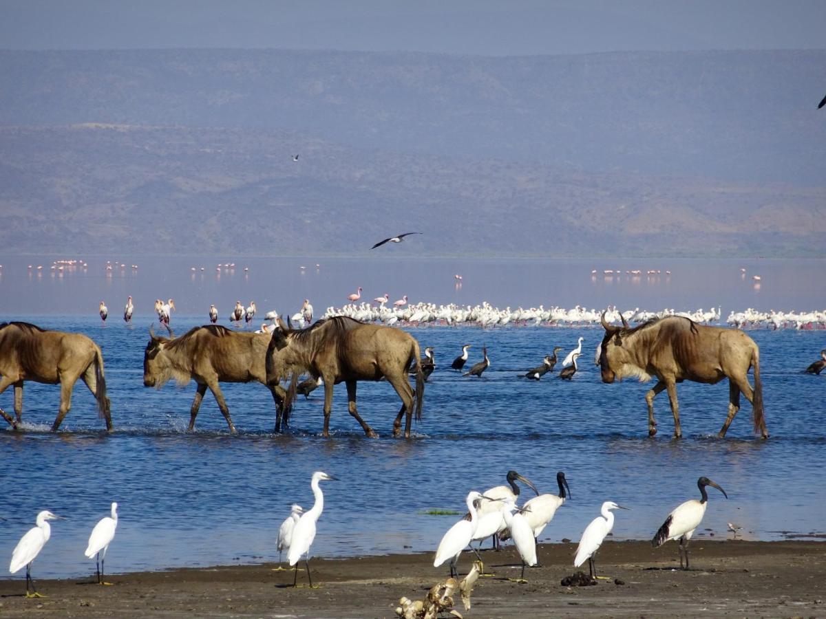 Africa Safari Lake Natron Mtowabaga Luaran gambar