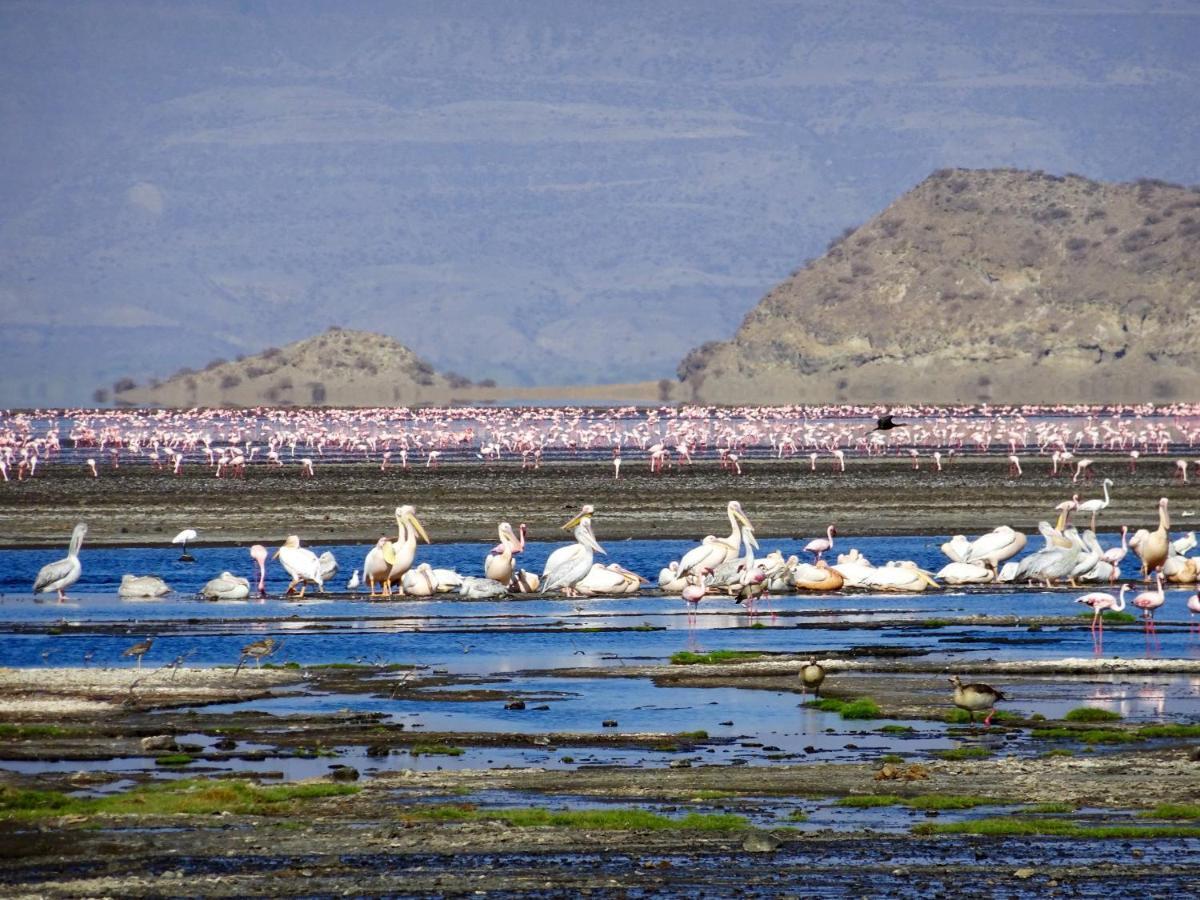 Africa Safari Lake Natron Mtowabaga Luaran gambar